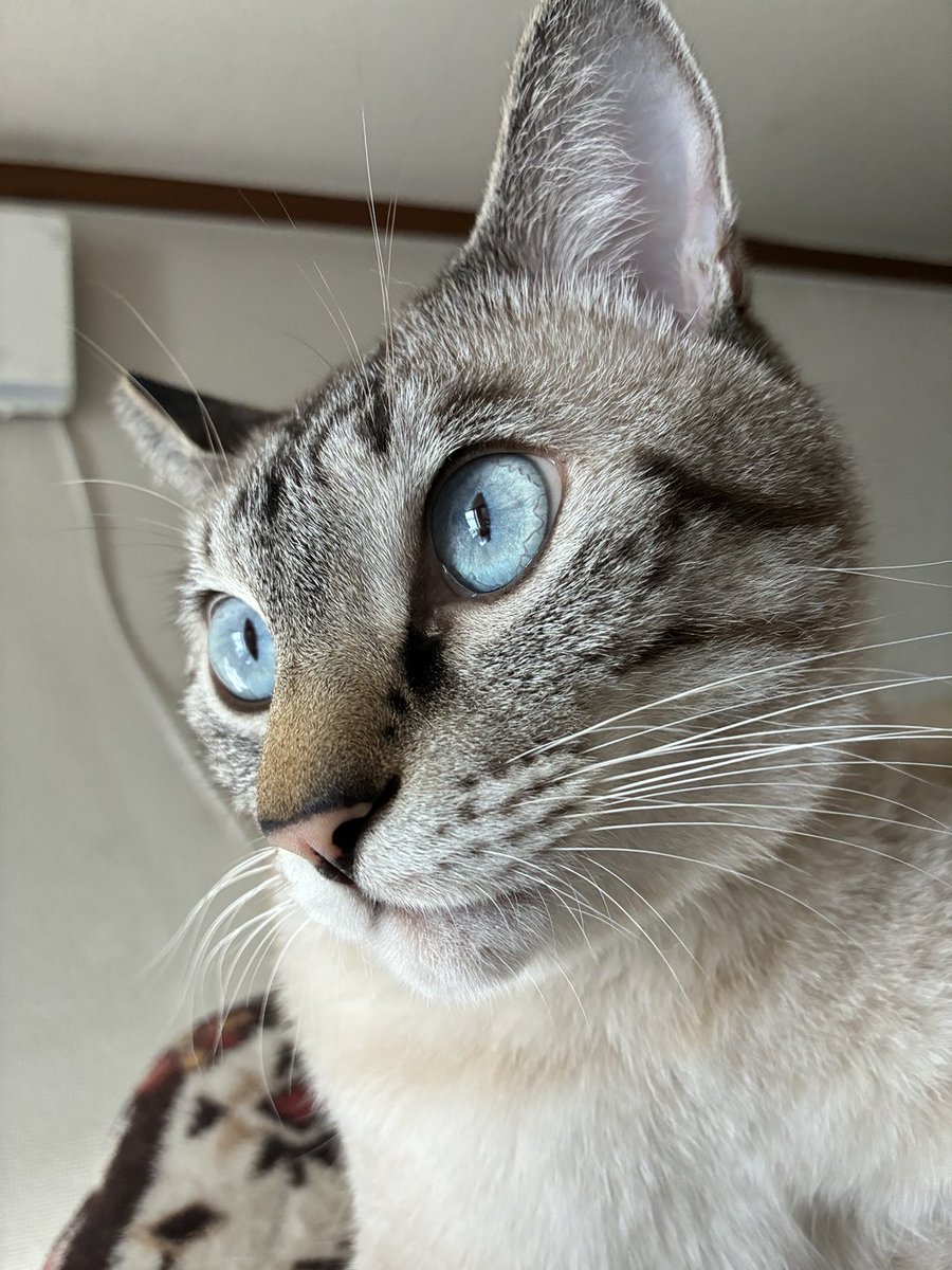 そら☆ページ y❤︎ Pokemon - Empoleon (38/162) - XY BREAKthrough - Holo