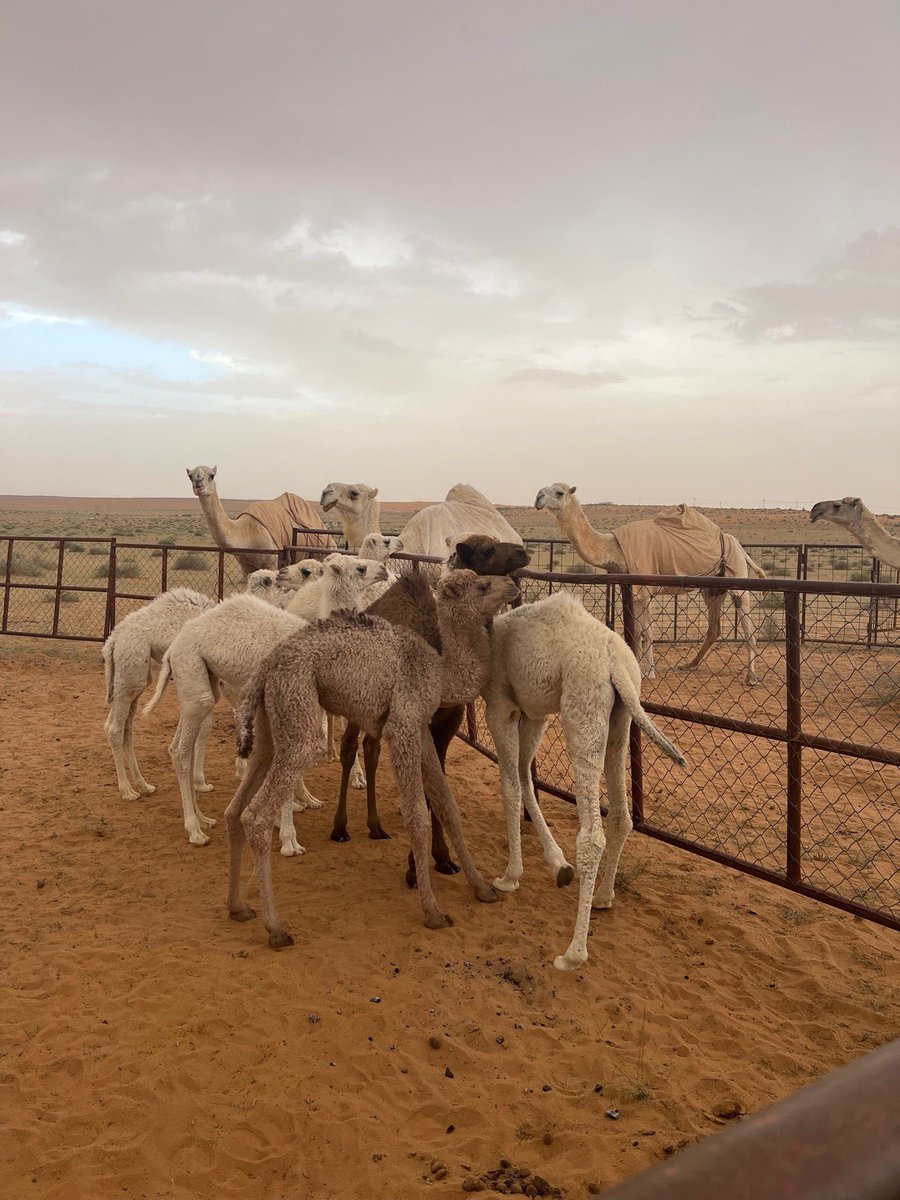 المحبة موت لو تحبّ — ناقه
خل عاد إنسان شفّك حول شفّه
— خالد مبارك