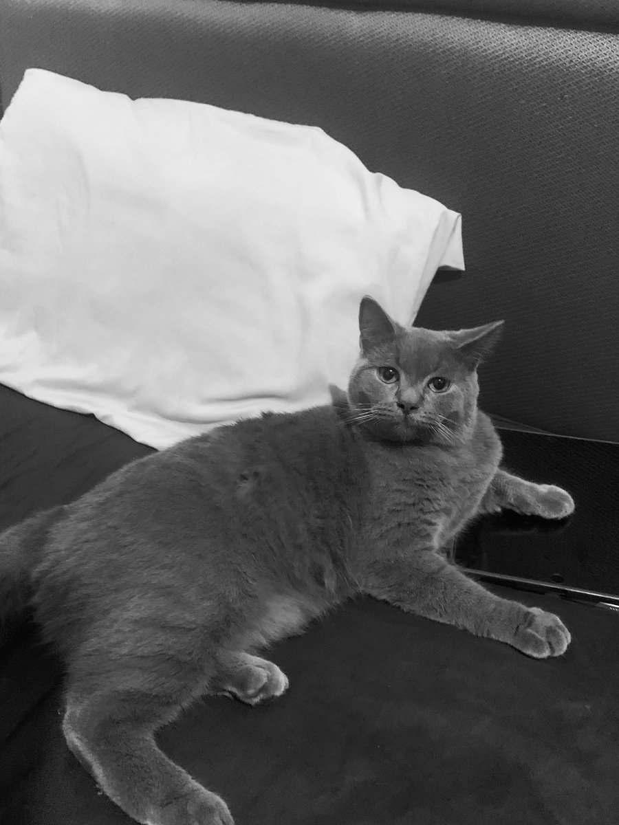 Arabika sedang mencari betina jaksel haha boleh yang mau pacak kucing jaksel. Aku titip arabika 😂 dia jenis british short hair