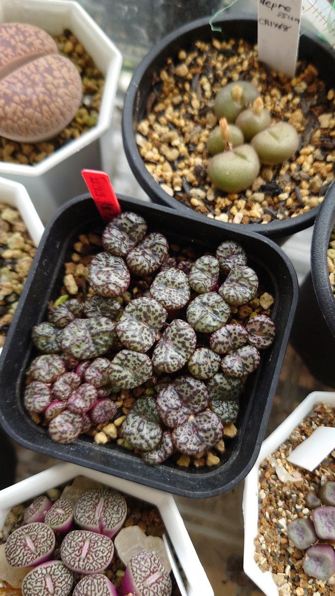 コノフィツム ヤンギー 白花品 youngii aff 多肉植物 メセン コノフィツム ヤンギー youngii - メルカリ