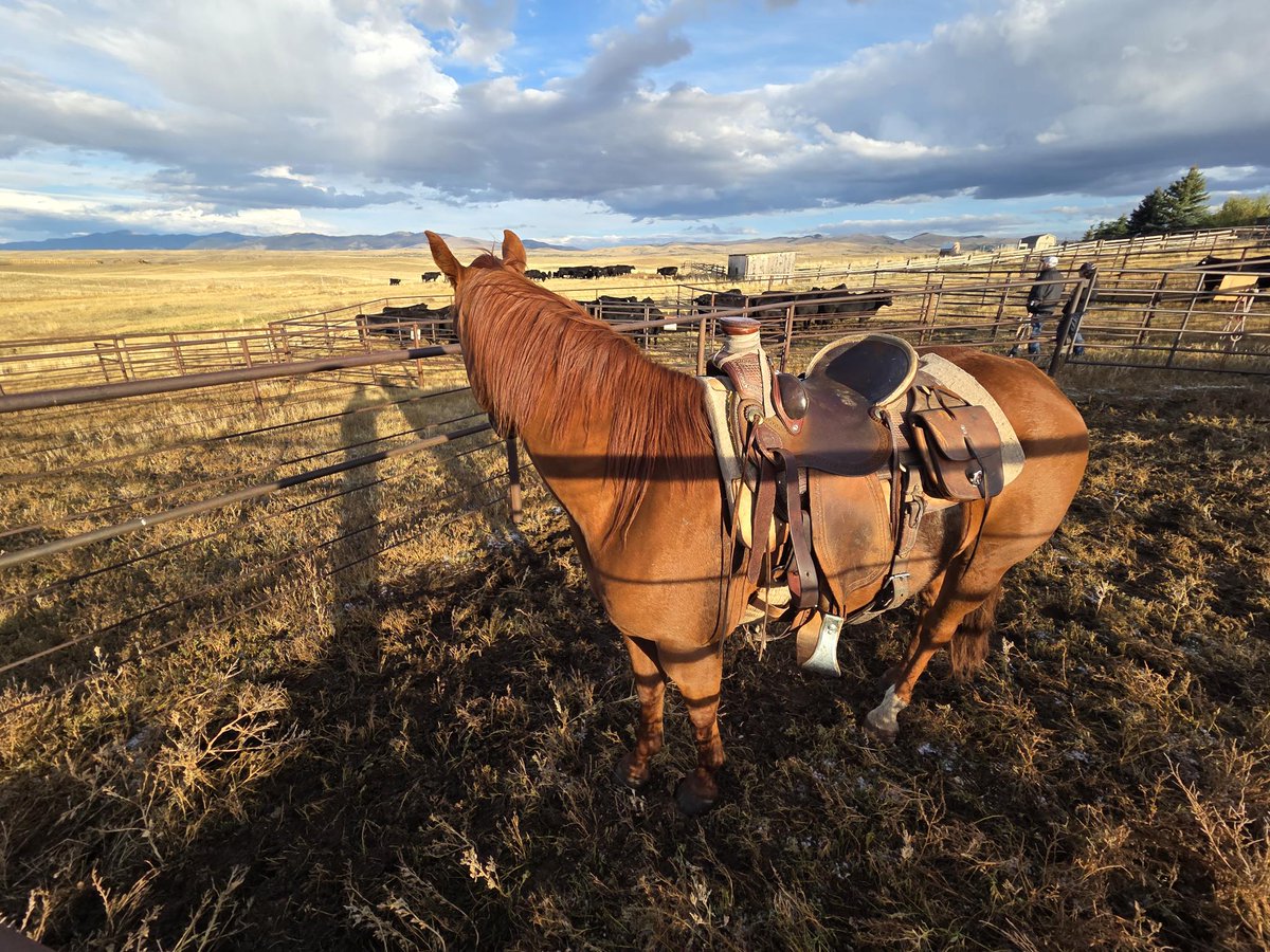 From Texas to Montana, we do a lot of peer 2 peer tradin &amp; sharin.

We barter our consumer demand with all kinds of things. 

We poke &amp; prod &amp; tease until we get it all right.

All the way to the horse &amp; the brand. 

We build out our gear together.

It takes time &amp; focus 🤝🕶™️