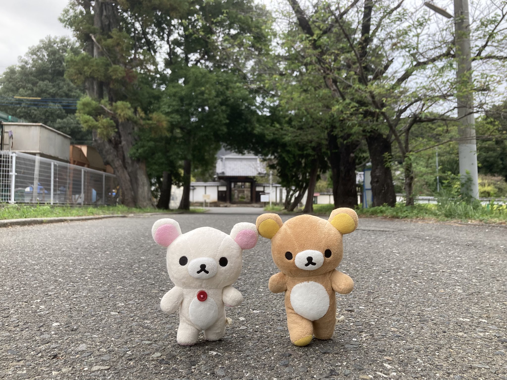 さちどんです⭐︎ さちどんΣ└|∵|┐🟢🐧🌻🐻🍉🐗 (@sachidon8868) / X