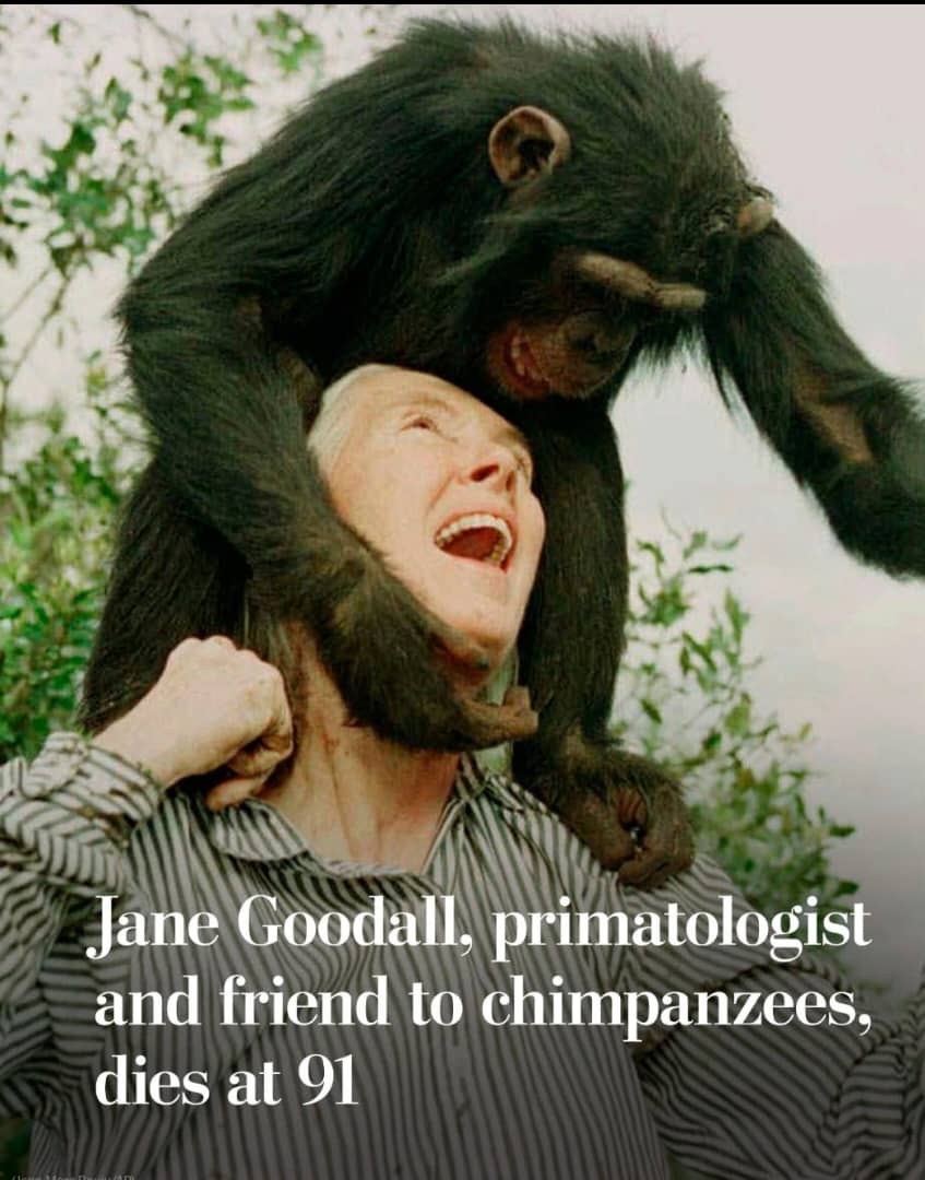 Your overwhelming love  for chimpanzees is testament to the interconnectedness of communities and nature at a time when a few minority are embedded in resource greediness. You must have left us physically but morally you're existing with us. Adieu Dr Jane Goodall.