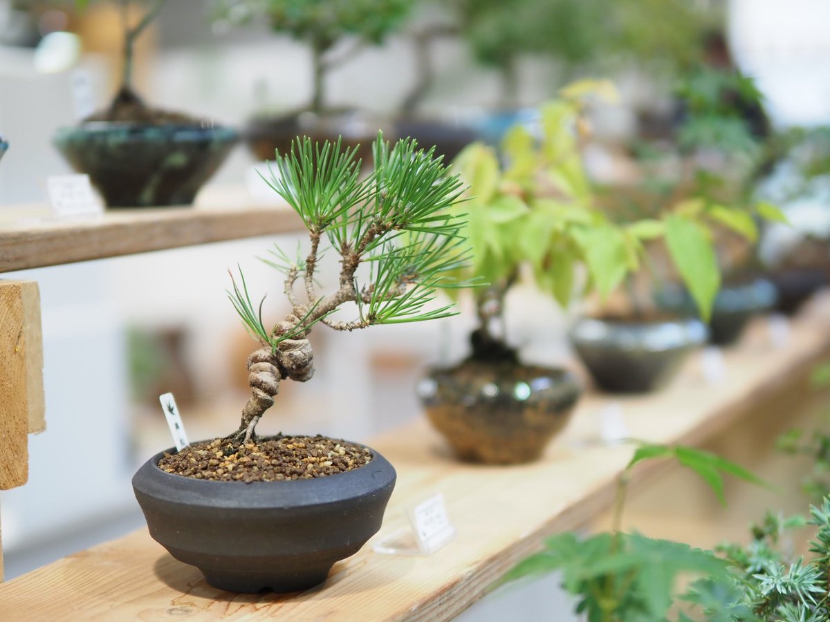 ぼんさい屋とき (@bonsaiyatoki) / Posts / X