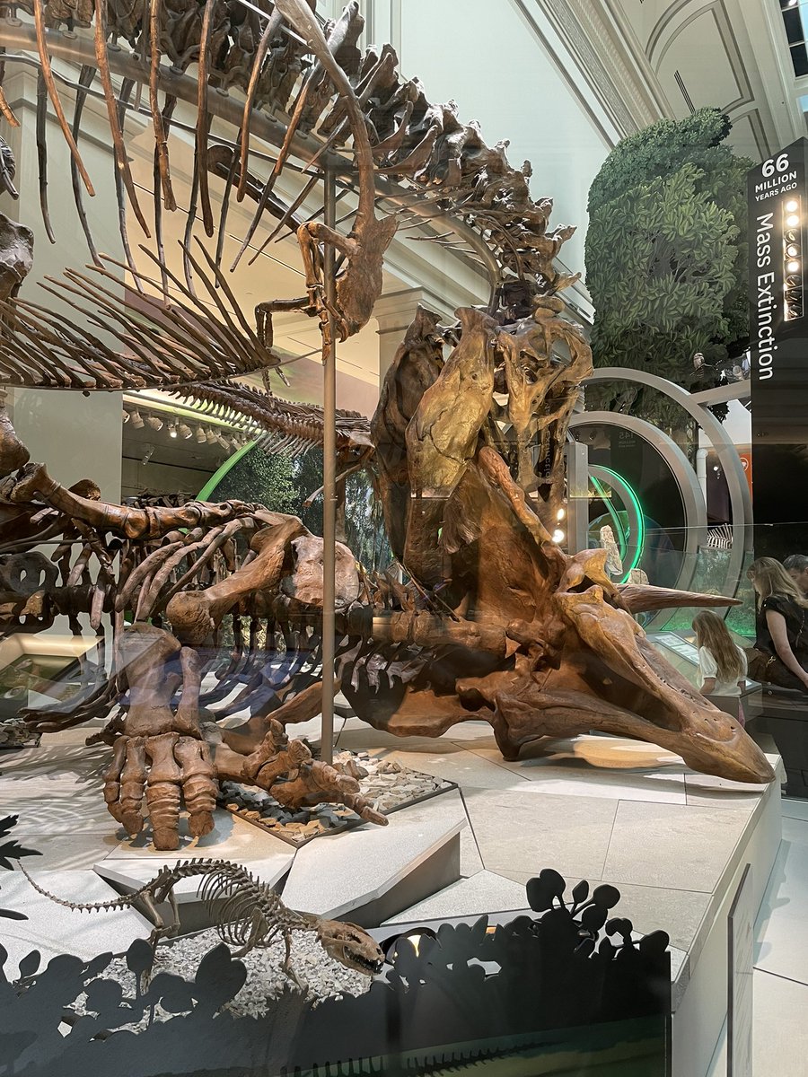 micropaleov's tweet image. ディデルフォドン、これがスミソニアンのティラノとトリケラの決闘だよ。(*´Д｀*)