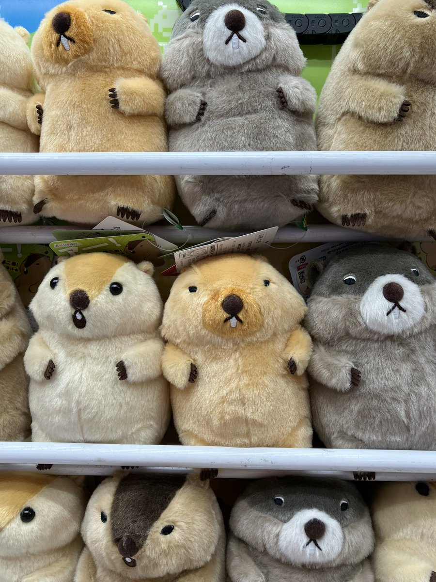 プライズ】 マーモットのもっとっとモアST •キャラクター チャンキー