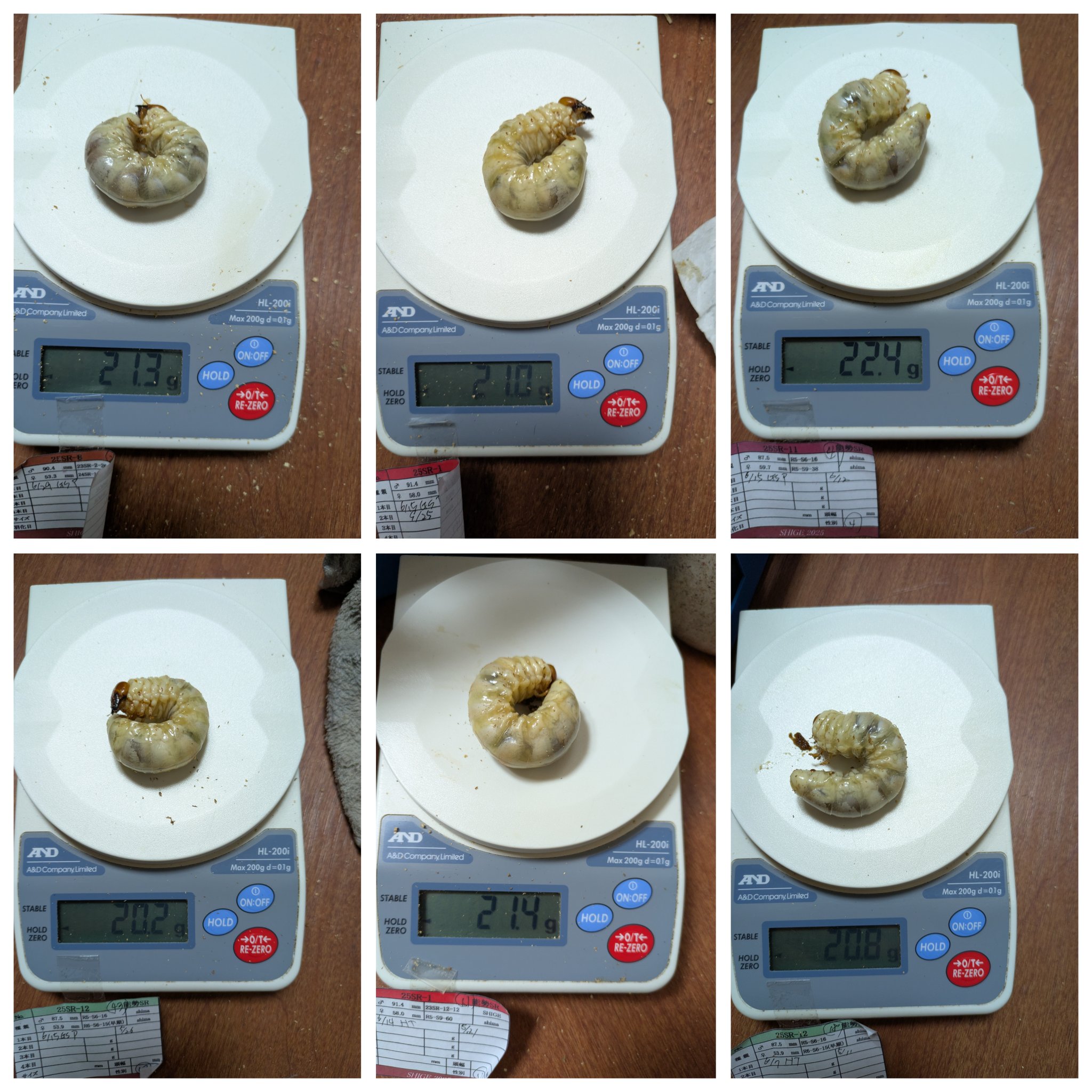 shige出品 ☀️ページ zxshige on X: