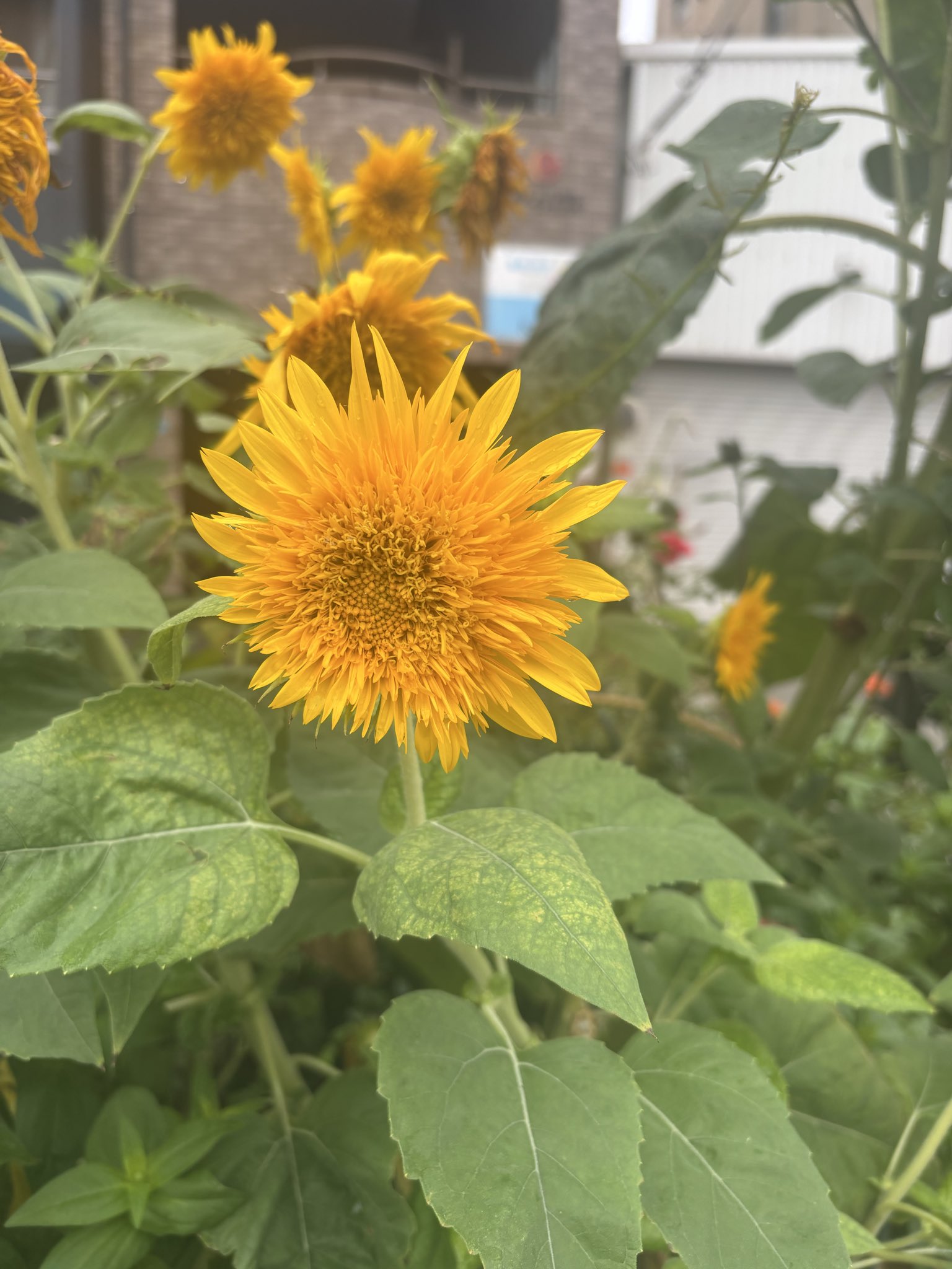 ひまわり 88グラフ 上野駅幻想ひまわり / 東京幻想（直筆サイン入り