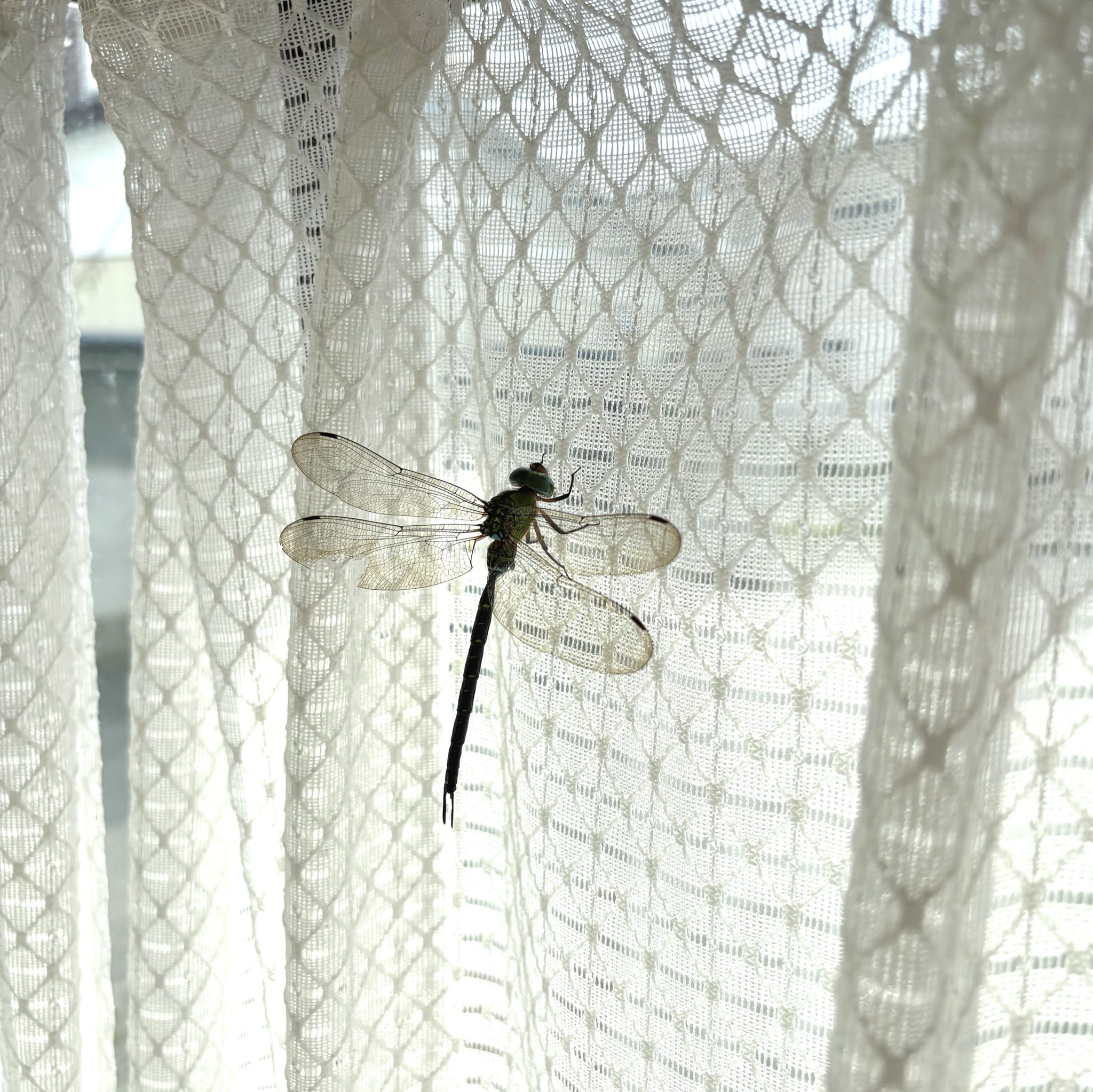 幸せのトンボかな - অনুসন্ধান / X