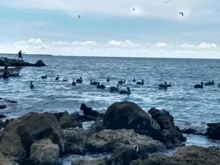 PATRIKBS's tweet photo. #entremaestrosmenores
#liensoenblanco
#artedevivir
#historiasdevida
#cientistaporinercia
Histórica, Resiliente y Valiente; Cartagena De Indias!! https://t.co/tyNwxbS3SX