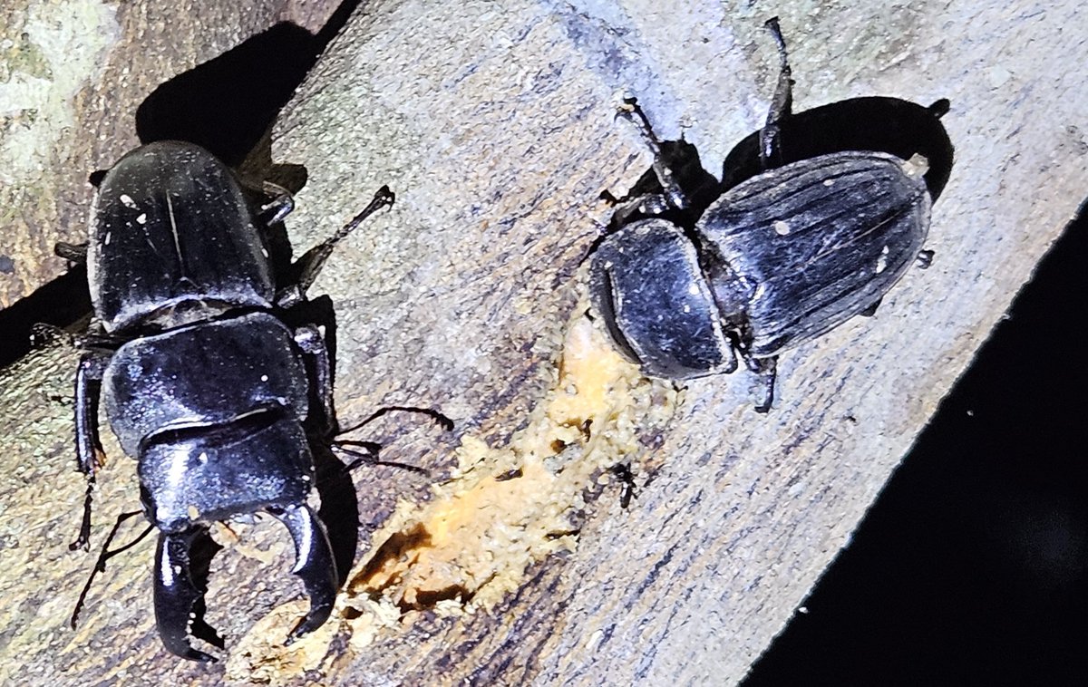 クワカブ好き FT.Family(クワカブ部) A (@fujitora1106414) / Posts / X