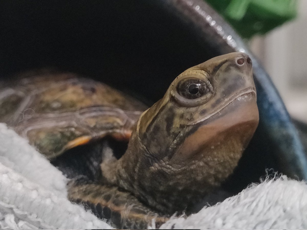 🐢ゆみえもん🐢 (@yumiemon0711) / Posts / X
