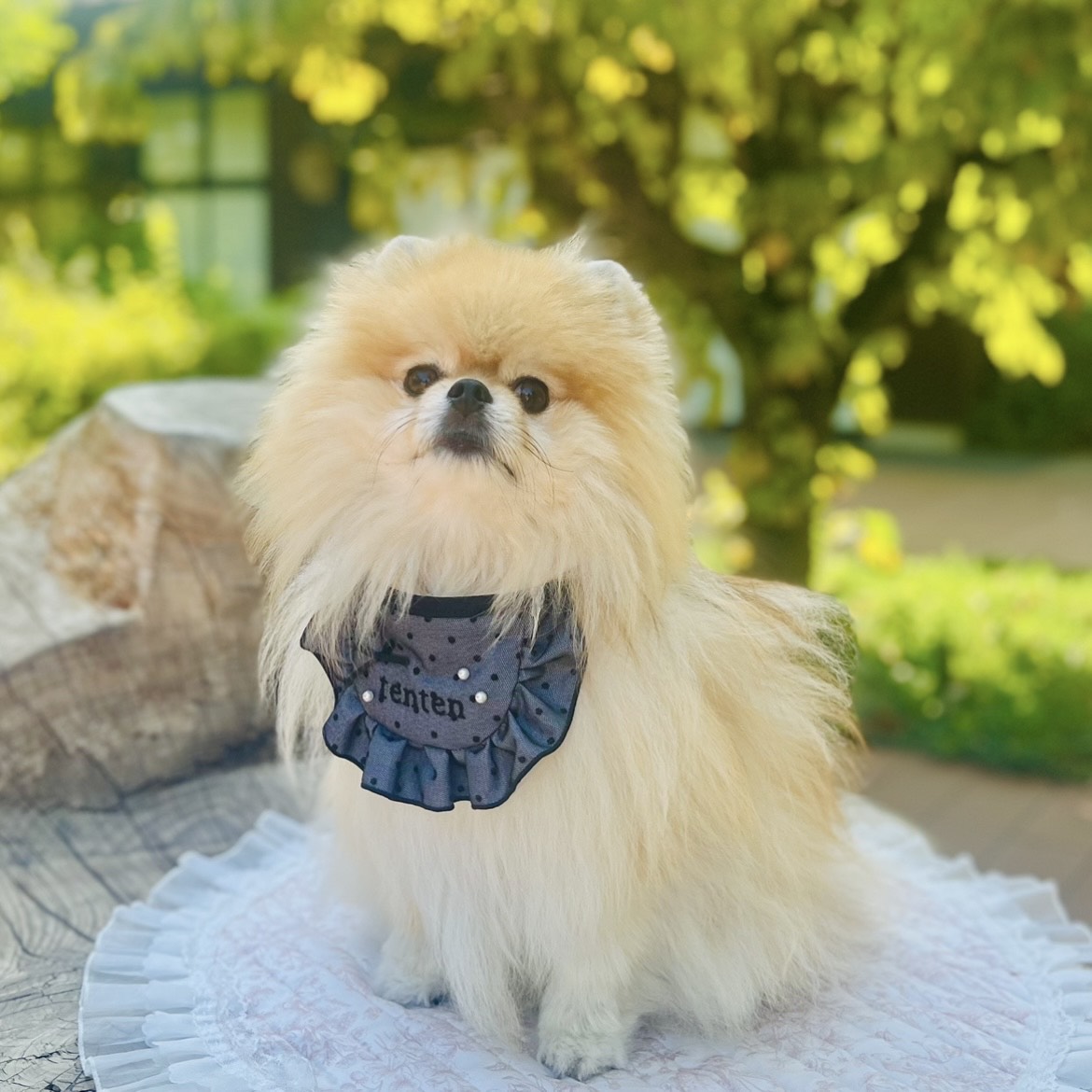 🎵POPUP開催のお知らせ🎵 看板犬がポメラニアンのハンドメイドショップ