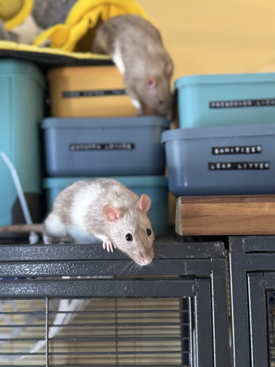 a bunch of rats✨ (@ratspicnic) on Twitter photo 