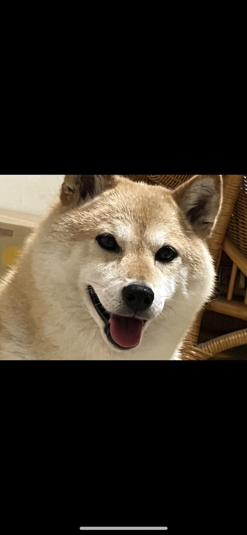 CHIEN様♡ありがとうございます♡ 成犬 on X: 