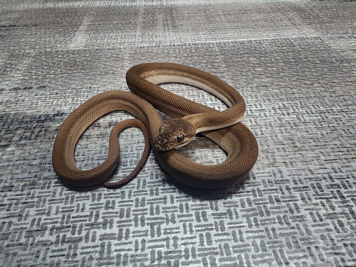 CarpetSP777's tweet image. [自家繁殖個体]
Super Zebra Het axanthic
スーパーゼブラhetアザン　プレミア★
とんぶり市に連れて行きます🐍
よろしくお願いします🙇‍♀️

#carpetpython
#カーペットパイソン
#burikura
