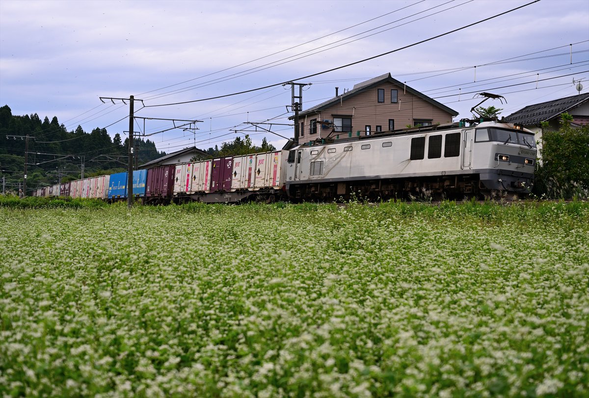 2025/10/04
蕎麦の花

52M しらゆき2号
E653系

1327M
E129系

4061レ
EF510-510
約2:50遅れ