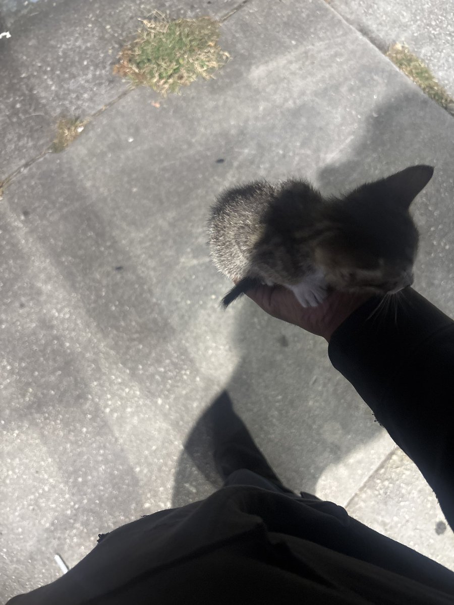 Minkington (@mrminkwazowski) on Twitter photo Meet the newest member of <a href="/TheLastRonins/">The Last Ronins</a> 🙏💕 Meet the newest member of <a href="/TheLastRonins/">The Last Ronins</a> 🙏💕