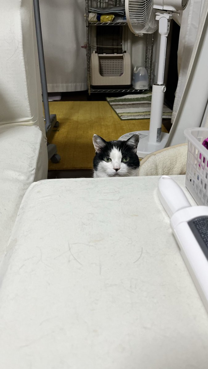 MelmoTheCat's tweet photo. Melmo appeals with her eyes it's time to go to bed. https://t.co/jhlQcKWZDh