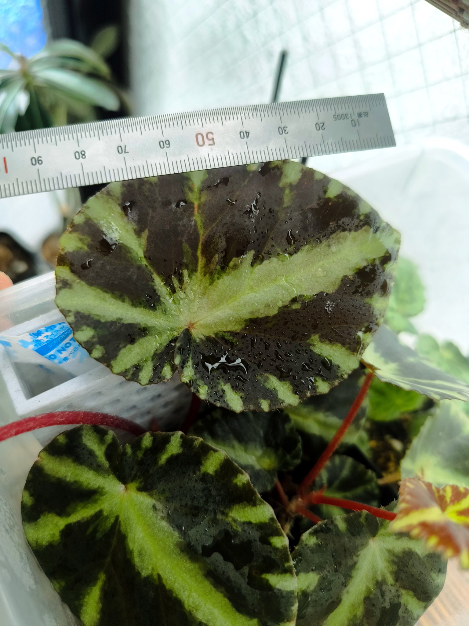 【さらにお値下げしました】ベゴニア百科 特選ピンク】 ベゴニア ネグロセンシス - メルカリ