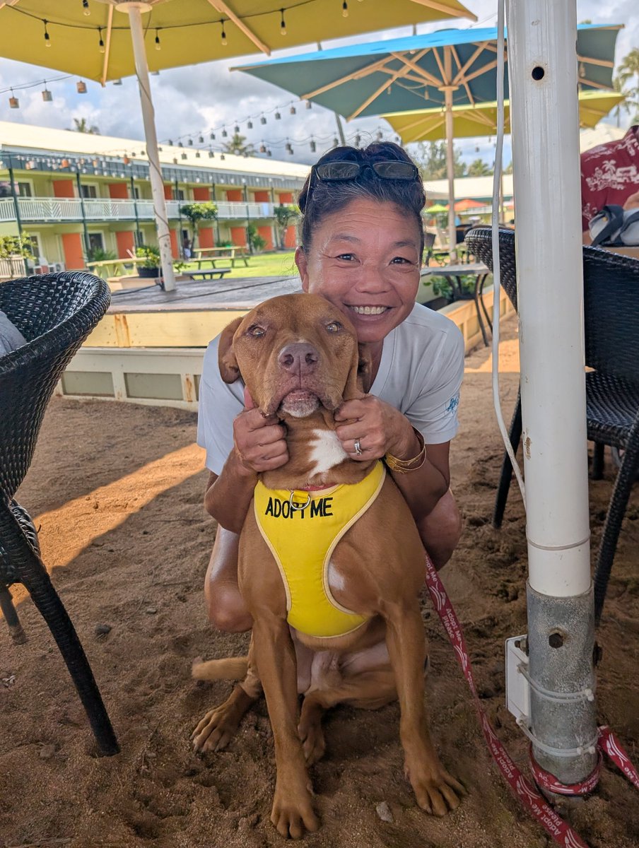 His name is Sammie. He was abandoned in Waima Canyon on Kauai. The <a href="/kauaihumane/">Kauai Humane Society</a> was kind enough to gove him a temp home. We took him out for the day. He was the star of the <a href="/LavaLavaBeach/">Lava Lava Beach Club</a> club. He loves children, other dogs and is a total cuddle ham. Consider offering him a home.