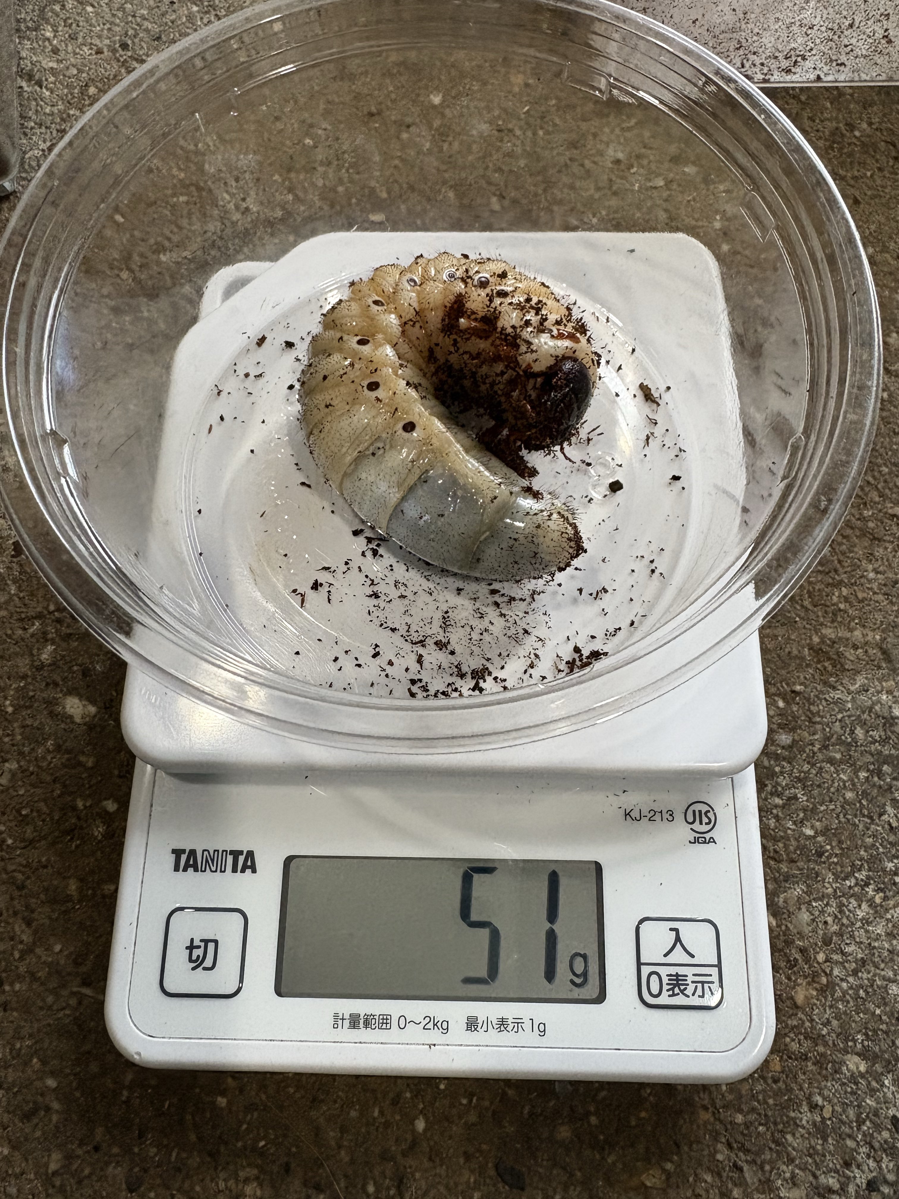 イチロ160 ドンケツ たーし イチロ160 ドンケツ たーし イチロ160 ドンケツ たーし ドンケツ