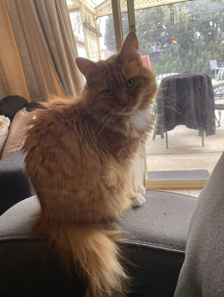 Sassy 🧡and 🌈 This Puss 🌈 tweet media