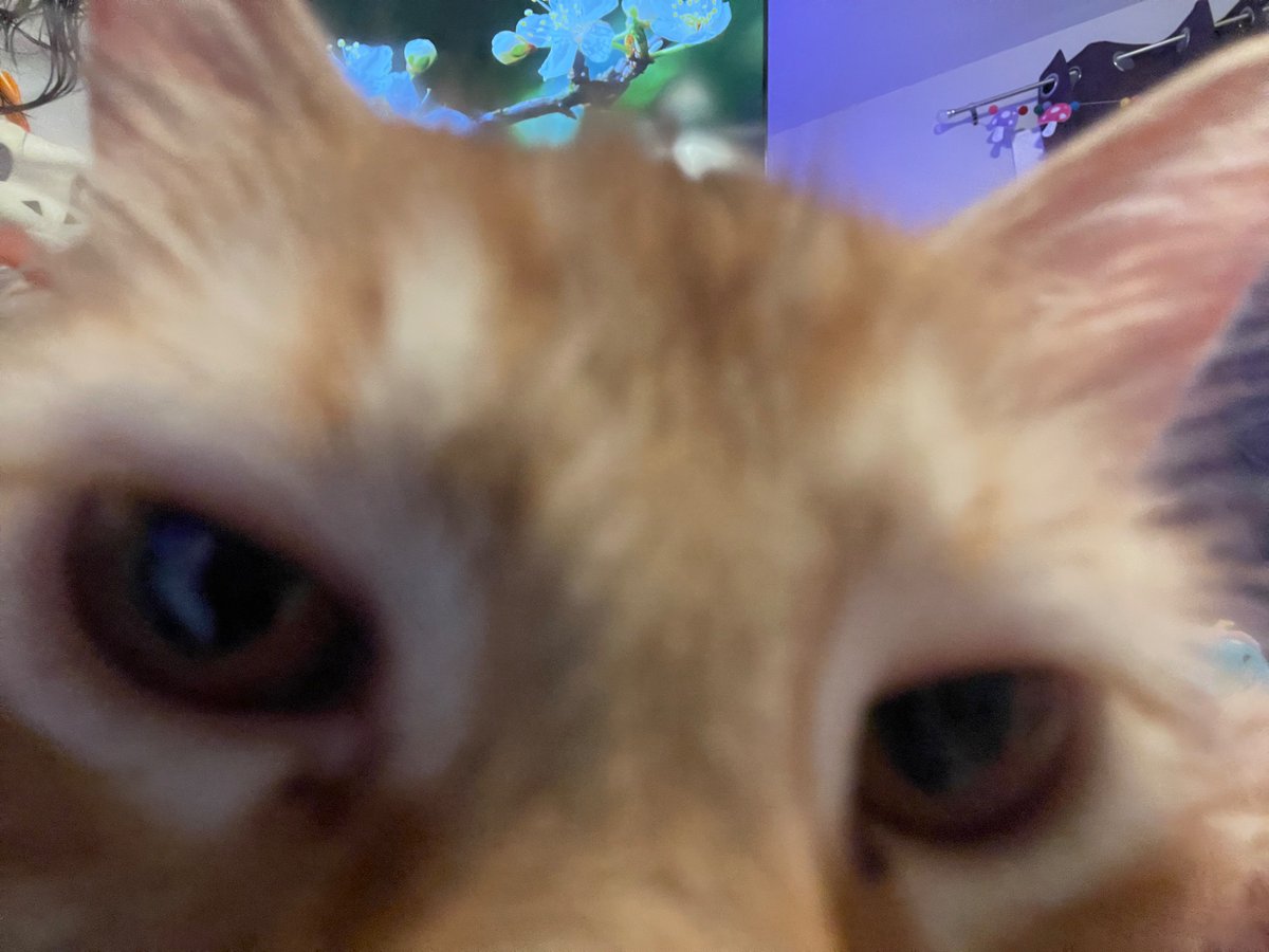 Squee tweet media