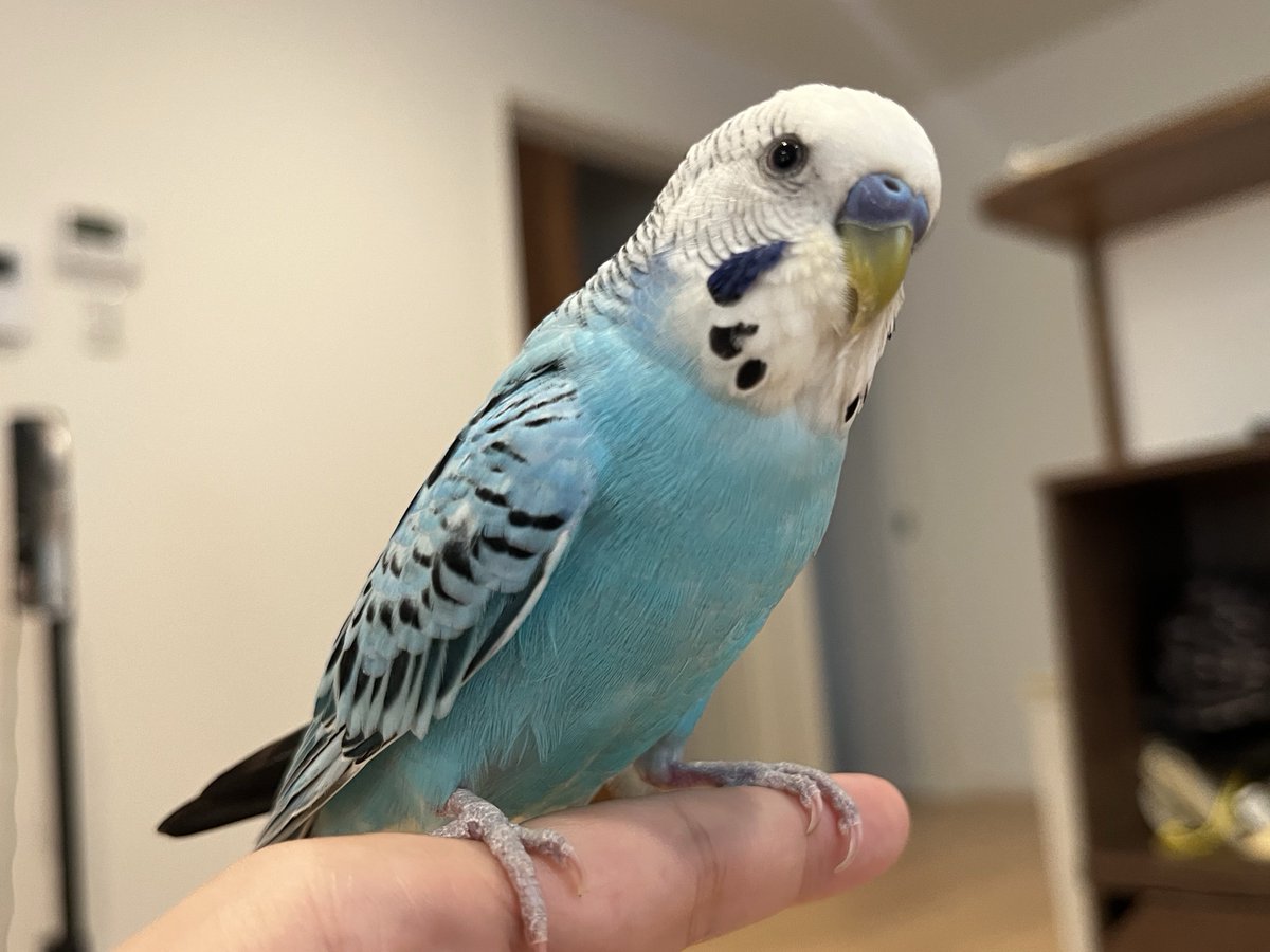 プンプン顔が直っていました(*´-`)