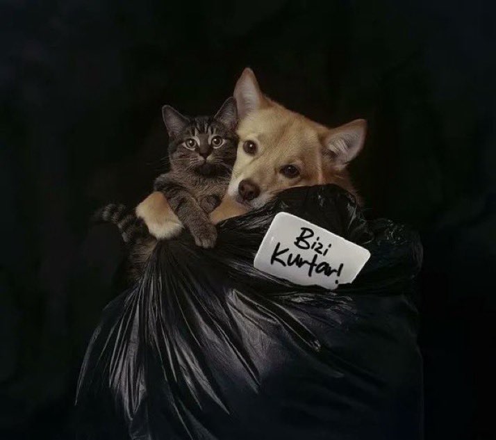 #4EkimiKutlamıyoruz 4 Ekimi kutlamıyoruz hayvanlara çıkartılan katliam yasası hayvanlara zulümü işkenceyi açlığı ölümü meşrulaştırdı,hayvanlar öldürülürken kutlama olmaz,hayvanlarında haklarını aldığı rahat yaşadığı bir dünya istiyoruz