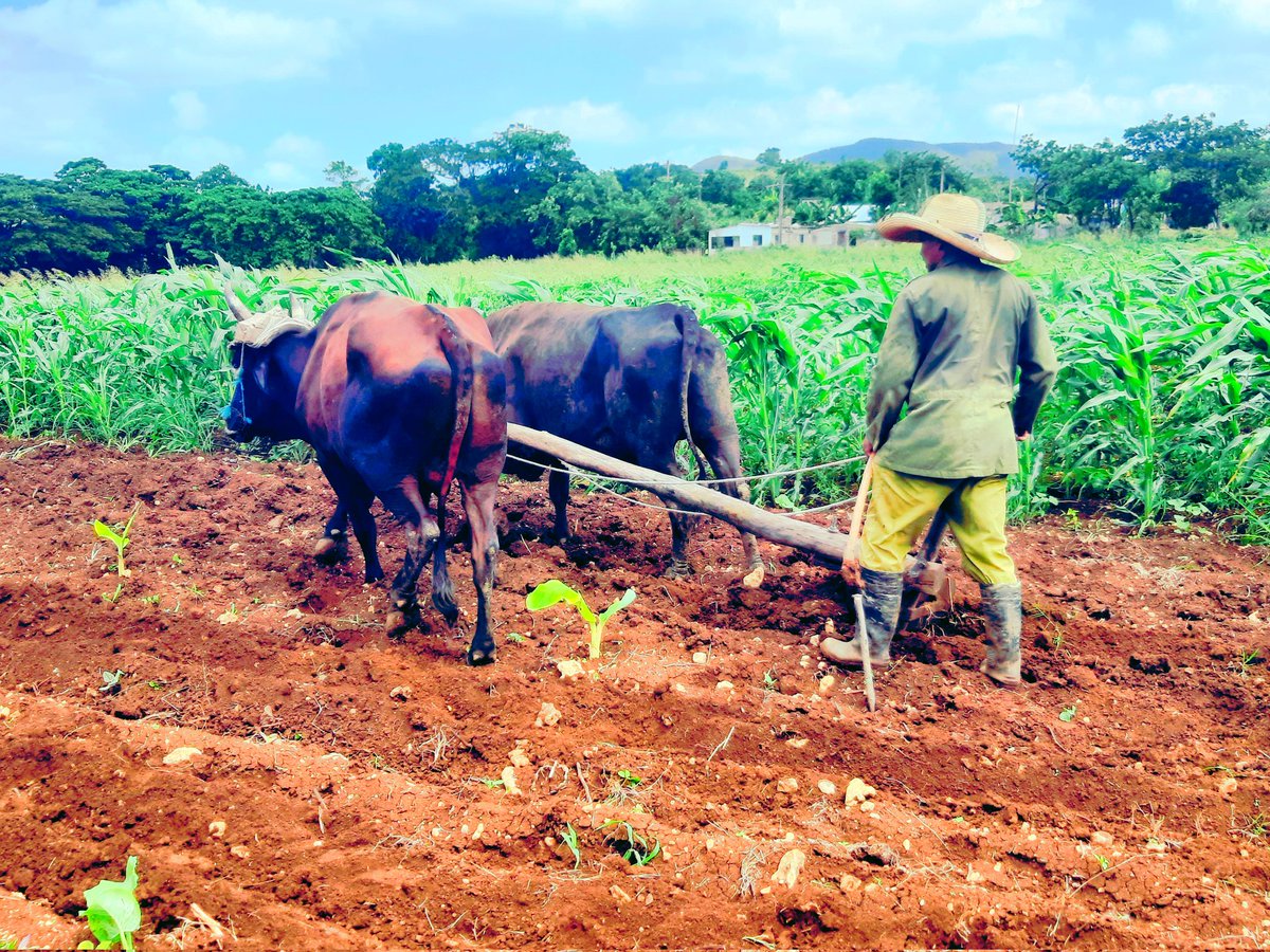 #OTNMatanzas| 📸 ¿Conoces a alguien que trabaja en el campo? 

¡Etiquétalo y déjale un mensaje de gratitud!

#DíaDelTrabajadorAgropecuario #CubaProduce #OrgulloCampesino #SoberaníaAlimentaria #MatancerosEnVictoria #Matanzas 
 <a href="/MinagCuba/">Ministerio de la Agricultura de Cuba</a> <a href="/CarlosLuisNara4/">Carlos Luis Naranjo Suárez</a> <a href="/ONU_es/">Naciones Unidas</a> <a href="/mariofsabines/">Mario Sabines Lorenzo</a>