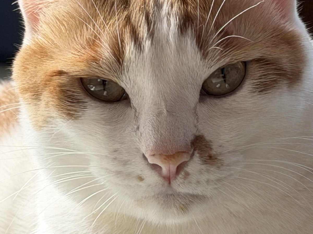 ごはんはまだか

#猫好きさんと繫がりたい #猫のいる暮らし𓏲𓎨