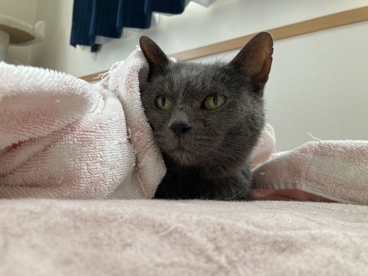 しぃちゃん@山ねこ (@yamanashicat) / Posts / X