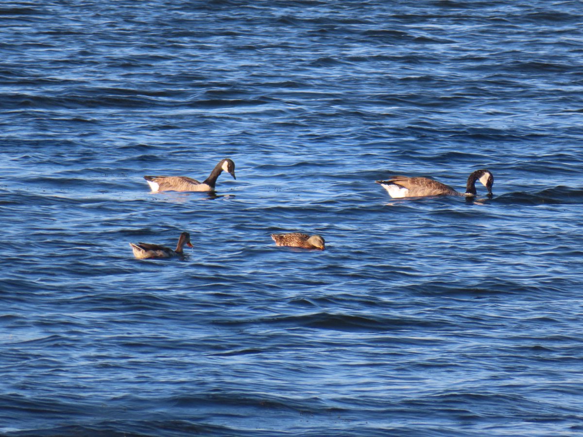 wapple15's tweet photo. Ok, a #GooseReport as well with bonus cormorant. #HavreDeGrace https://t.co/M19hVoXc38