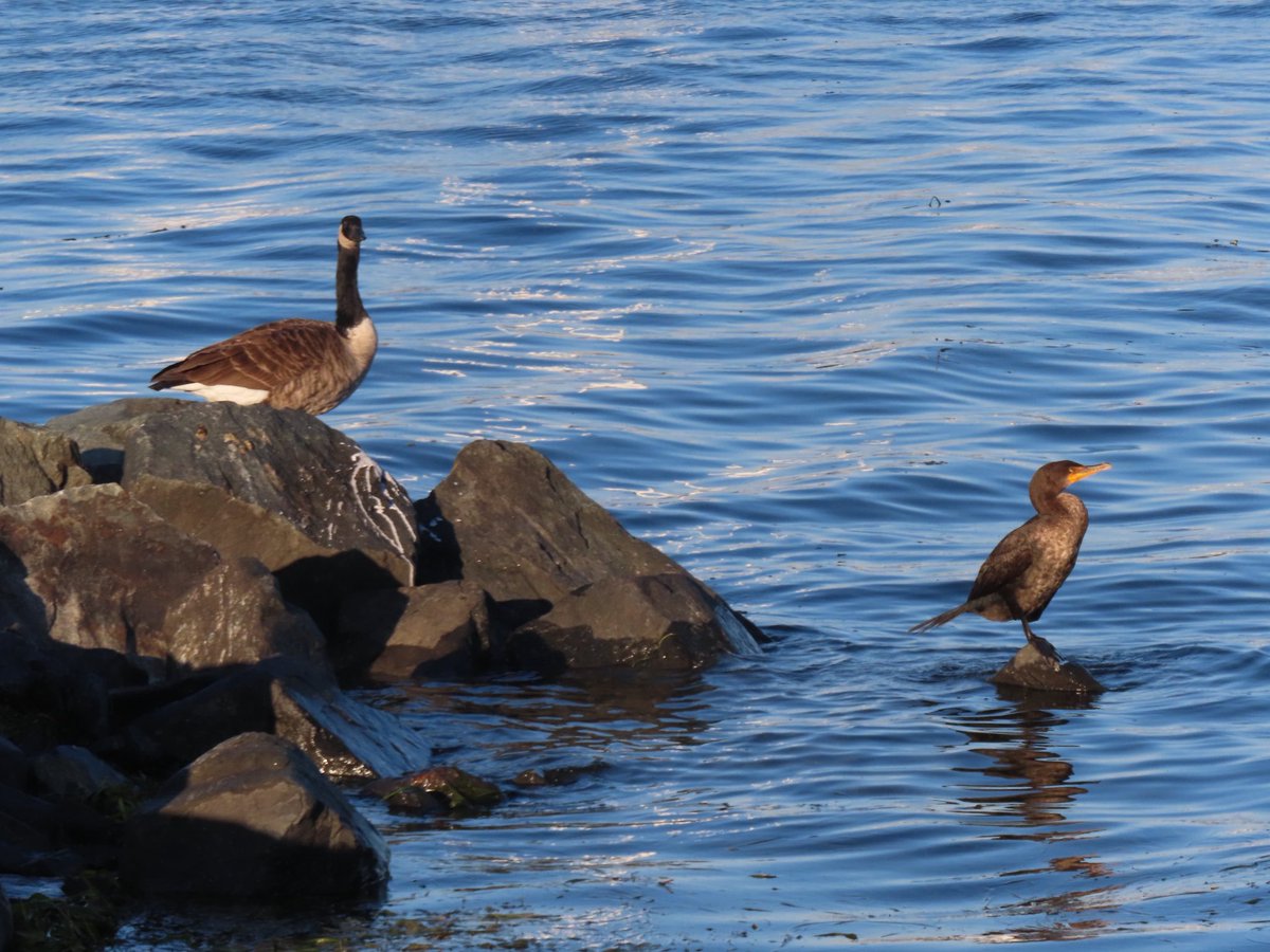 wapple15's tweet photo. Ok, a #GooseReport as well with bonus cormorant. #HavreDeGrace https://t.co/M19hVoXc38