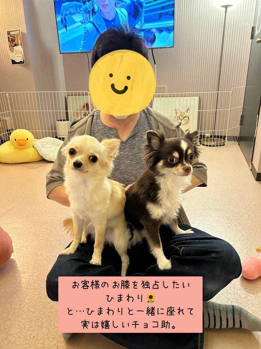 龍脈の精髄 クラスター 魂を浄化しご縁を結ぶ 売上一部保護猫活動に使用 公式】NPO法人にゃいるどはーと (@NPO48681819) / X