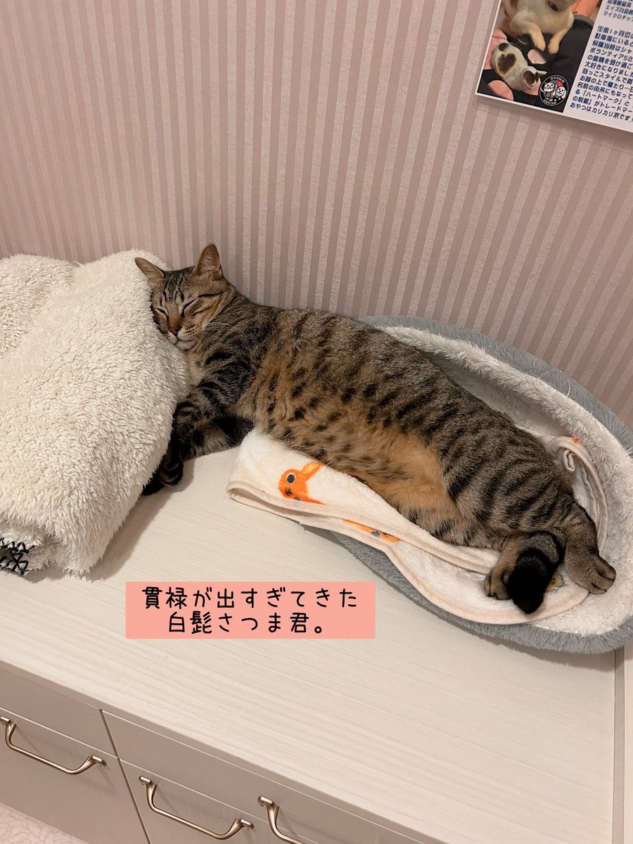 龍脈の精髄 クラスター 魂を浄化しご縁を結ぶ 売上一部保護猫活動に使用 公式】NPO法人にゃいるどはーと (@NPO48681819) / X