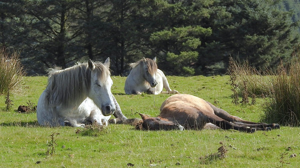 Horses having a chillout on Gelligaer and Merthyr Common last week <a href="/VisitMerthyr/">Visit Merthyr</a>
