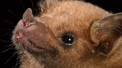WaifuMax's tweet photo. IRL vs VTUBER
Finally showing my real face behind the camera. Please be kind ☺️
#IRLvsVtuber #cozy #bat #vtuber #vtuberEN https://t.co/fvHrl9BEwU