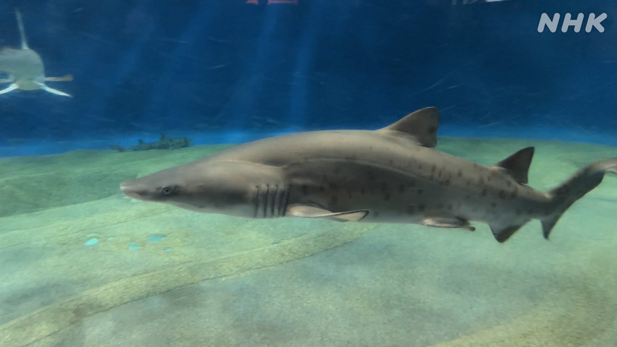 NHK_PR's tweet image. 【水族館でﾎﾞｰｯと眺めていたい】

約400匹の🦈がいる茨城県大洗町の水族館ですって。

▼くわしくは番組サイトで▼
web.nhk/tv/an/uchidou/…

ウチのどうぶつえん
「密着!赤ちゃん誕生(サメ)」
今夜 7:45 #Eテレ

▼ね、見ていたいでしょ▼