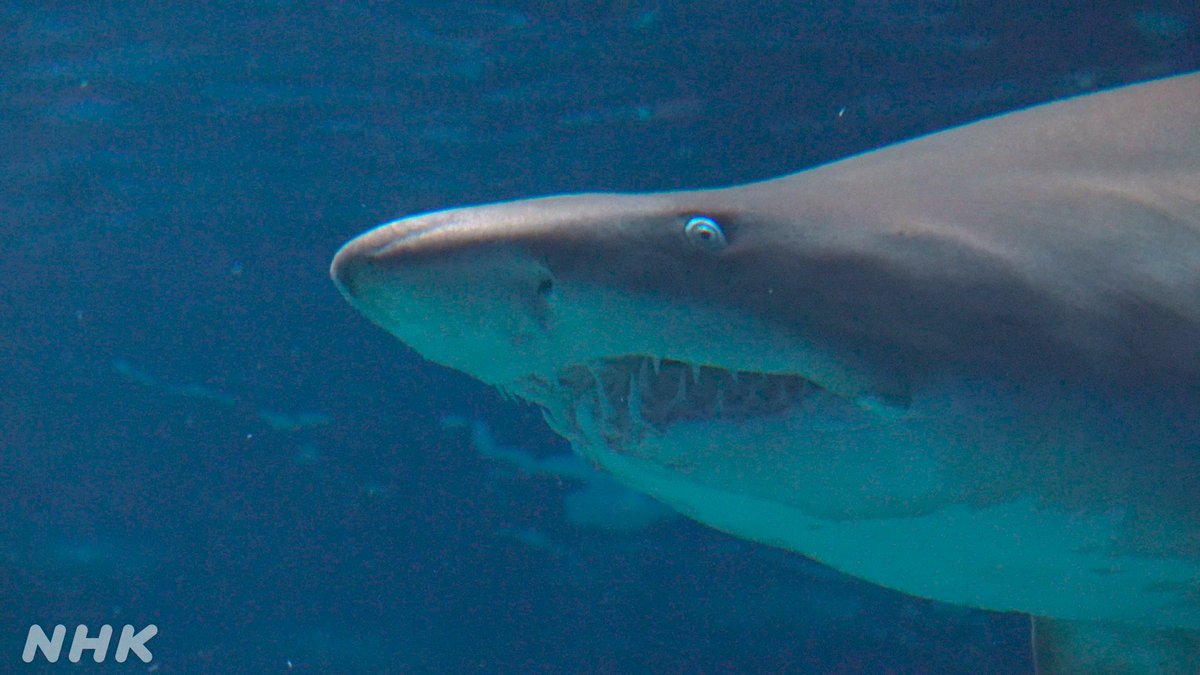 NHK_PR's tweet image. 【水族館でﾎﾞｰｯと眺めていたい】

約400匹の🦈がいる茨城県大洗町の水族館ですって。

▼くわしくは番組サイトで▼
web.nhk/tv/an/uchidou/…

ウチのどうぶつえん
「密着!赤ちゃん誕生(サメ)」
今夜 7:45 #Eテレ

▼ね、見ていたいでしょ▼