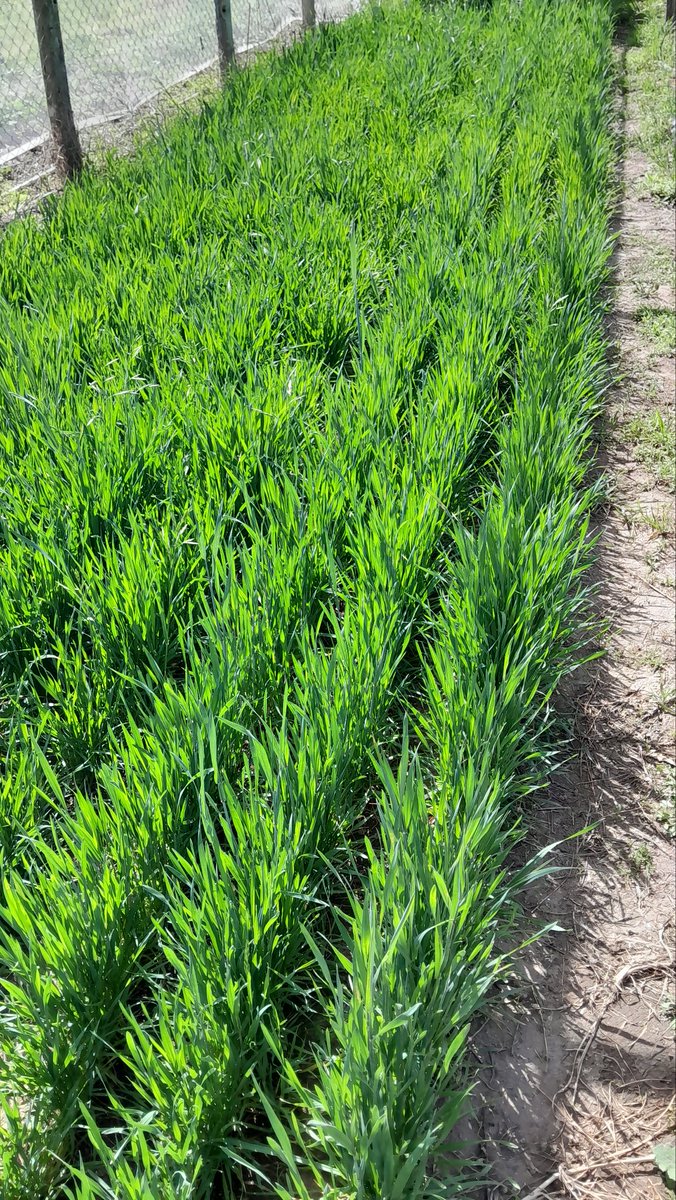 Ensayo de cultivares de trigo 2025.
Cereales y Oleaginosas (FICA-UNSL)
<a href="/Cy0_2025/">Cereales y Oleaginosas _UNSL</a> 
<a href="/juampiodetti/">Juan Pablo</a> 
<a href="/kleinsemillas/">Klein Semillas</a> 
<a href="/FICAUNSL/">Facultad de Ingeniería y Ciencias Agropecuarias</a>