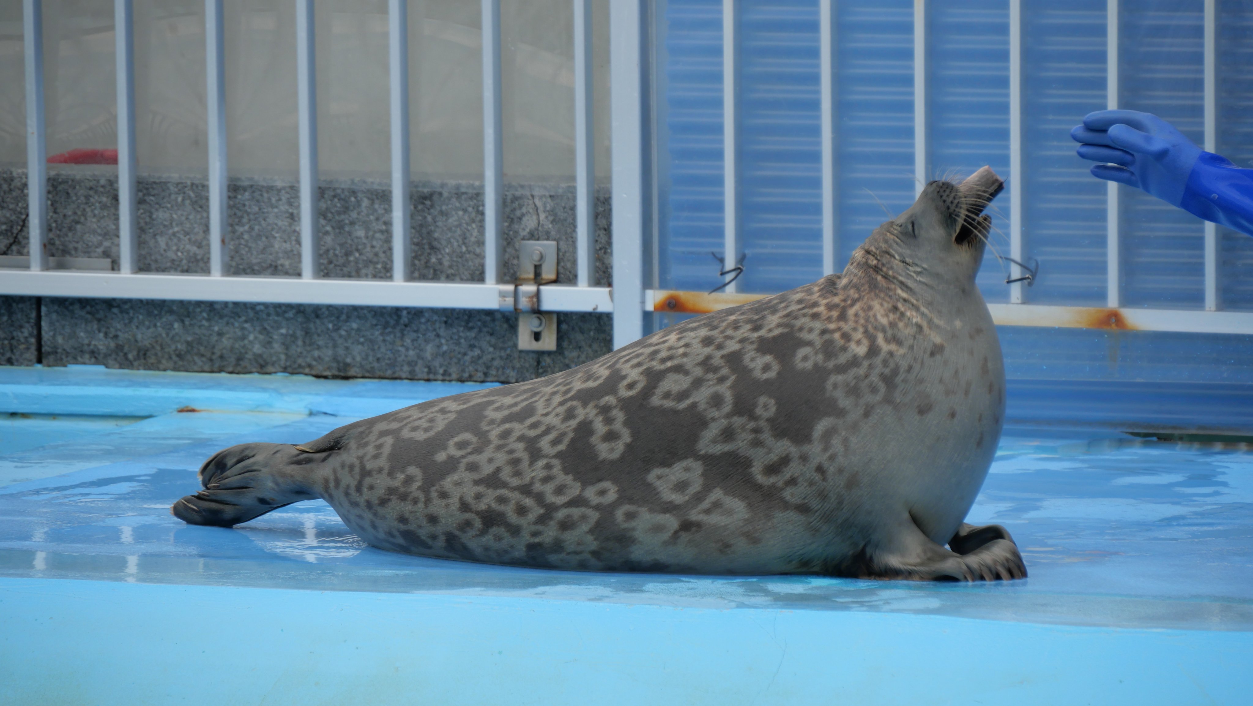 アザラシ ユキヒゲアザラシ🦭 #ラッキー #旭山動物園 #asahiyamazoo