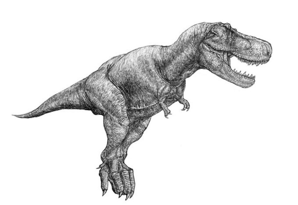 専用です ユウ様。　　化石　右と左 専用です ユウ様。 化石 右と左 miyu on X