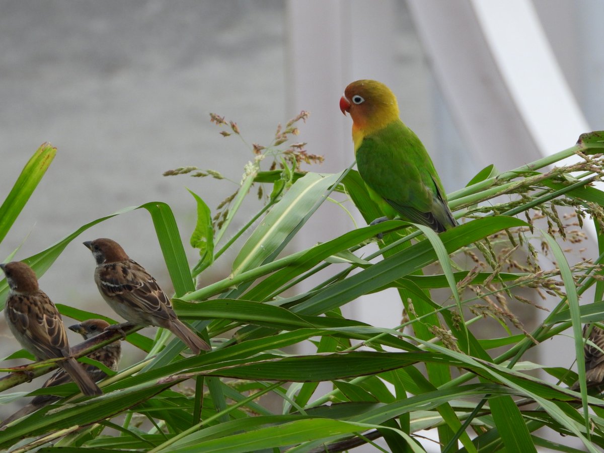 キナス・ドメスタイティス (@hsdomestas) on Twitter photo 多摩川の河川敷にインコちゃんがいたよ。キエリボタンインコ?飼われていたのが迷子になっている系だと思う 多摩川の河川敷にインコちゃんがいたよ。キエリボタンインコ?飼われていたのが迷子になっている系だと思う