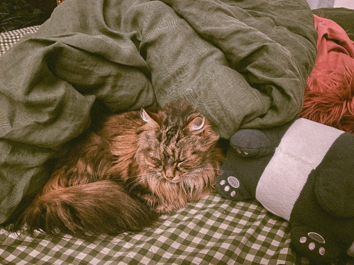 Hi everyone! If you have a few bucks to spare this month, my best friend is raising funds for cancer treatment for their cat Muffy - I might try opening some pay-what-you-want sketch commissions next week to help support depending on how much they raise!

gofund.me/c1f1479c2