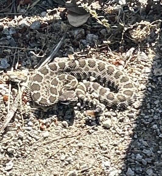 We relocated this baby rattlesnake from a winery in San Miguel today.
