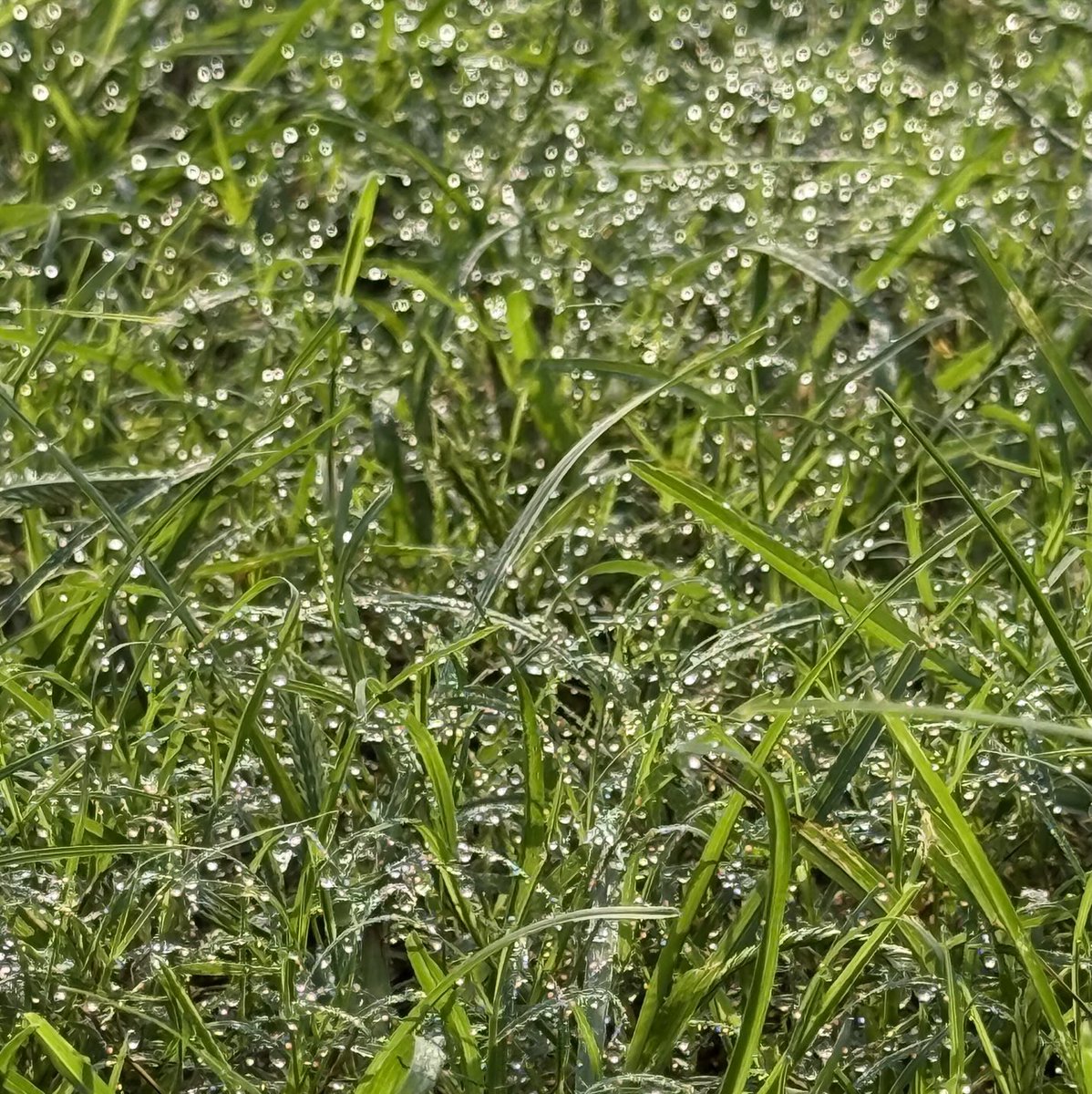 Diamond studded grass- dew drops on grass