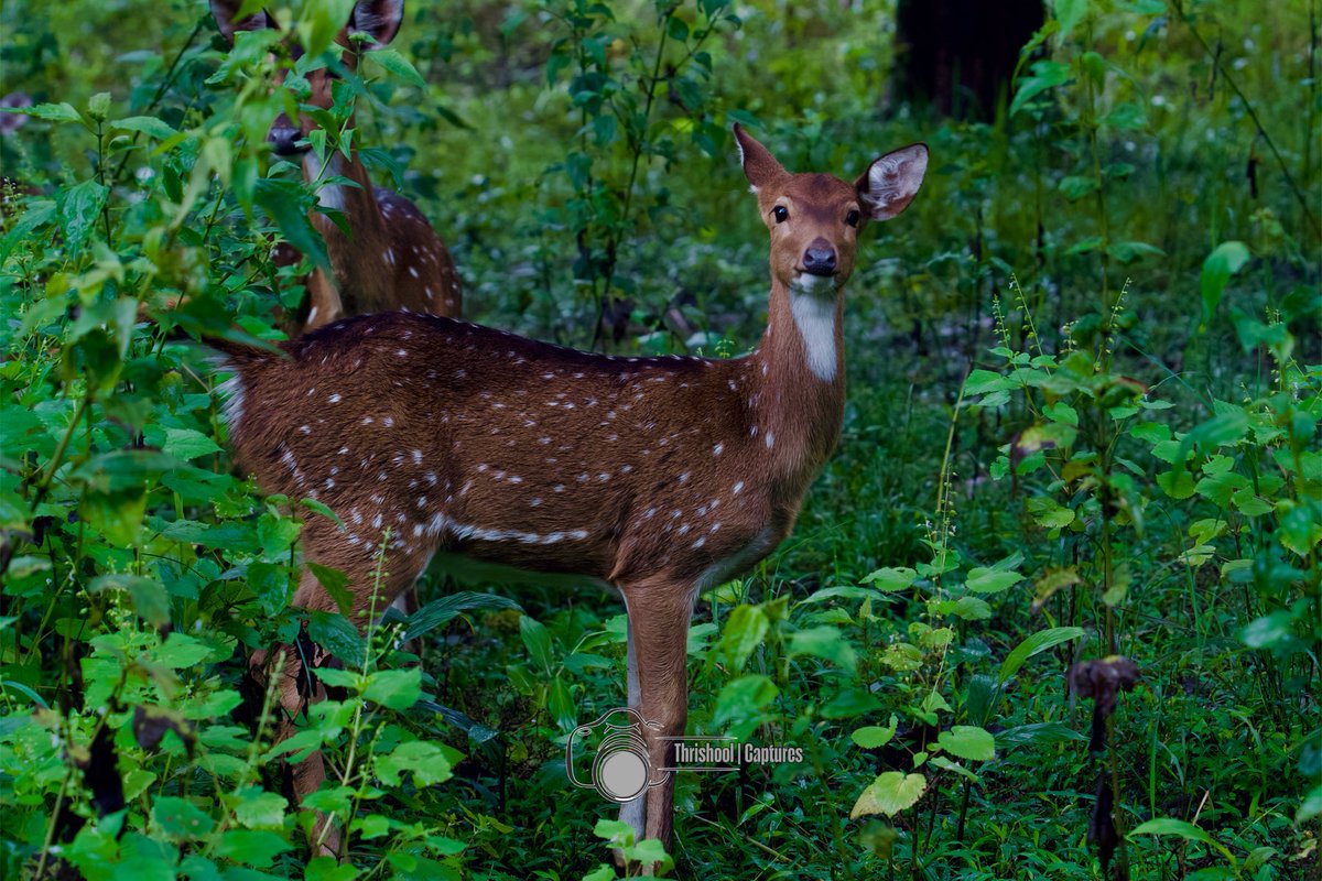 rjthrishool's tweet photo. Grace in the wilderness 🌿🦌 … and I was lucky to capture it.
#Wayanad #sonyalpha https://t.co/RwvNGaIJpQ