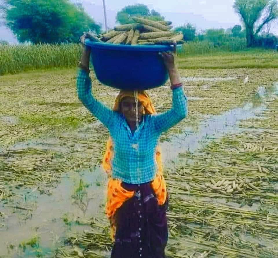 🌾 खेतों में दिन-रात मेहनत करने वाला किसान आज बेबस खड़ा है...
पानी से बर्बाद हुई फसल, सिर पर कर्ज़ का बोझ और आँखों में आंसू।
अब भी अगर मुआवज़ा नहीं मिला तो किसान कहाँ जाएगा?

🙏 सरकार से विनती है, किसानों को उनका हक़ दिया जाए।

#किसानों_को_मुआवजा_दो
#किसानों_की_आवाज़